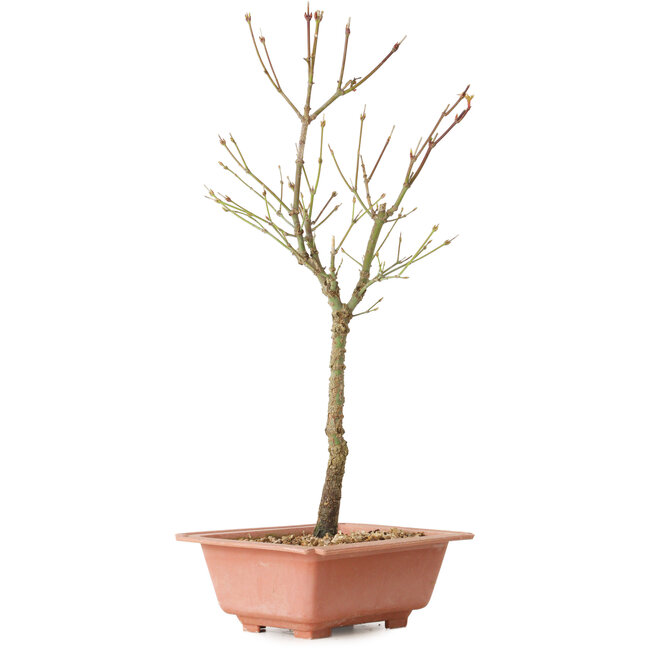 Acer palmatum Arakawa, 41 cm, ± 8 años de edad