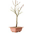 Acer palmatum Arakawa, 41 cm, ± 8 years old