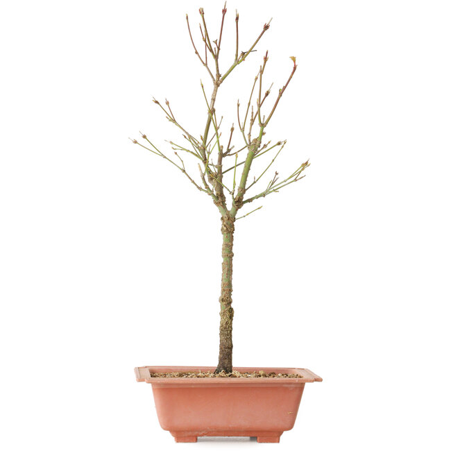 Acer palmatum Arakawa, 41 cm, ± 8 Jahre alt