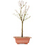 Acer palmatum Arakawa, 41 cm, ± 8 ans