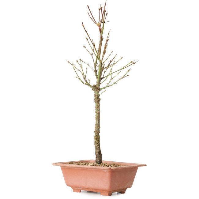 Acer palmatum Arakawa, 41 cm, ± 8 ans