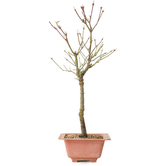 Acer palmatum Arakawa, 41 cm, ± 8 jaar oud