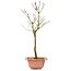 Acer palmatum Arakawa, 41 cm, ± 8 años de edad