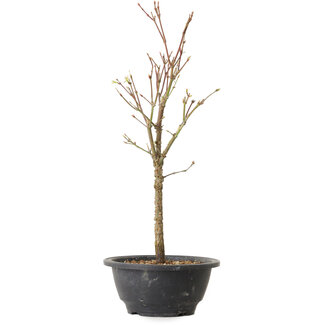Acer palmatum Arakawa, 35 cm, ± 8 Jahre alt