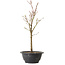 Acer palmatum Arakawa, 35 cm, ± 8 años de edad