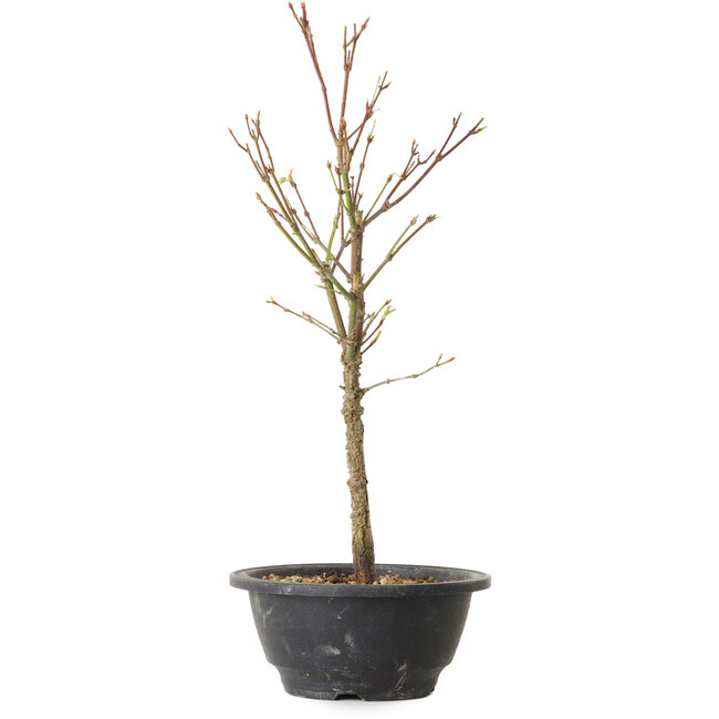 Acer palmatum Arakawa, 35 cm, ± 8 Jahre alt