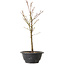 Acer palmatum Arakawa, 35 cm, ± 8 Jahre alt