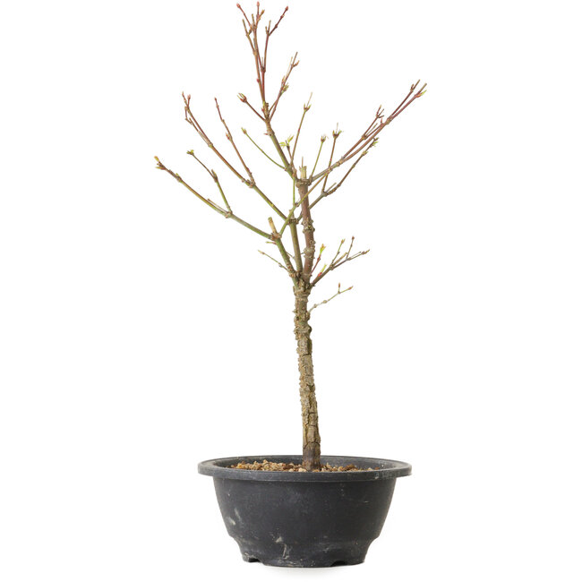 Acer palmatum Arakawa, 35 cm, ± 8 años de edad