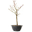 Acer palmatum Arakawa, 35 cm, ± 8 years old