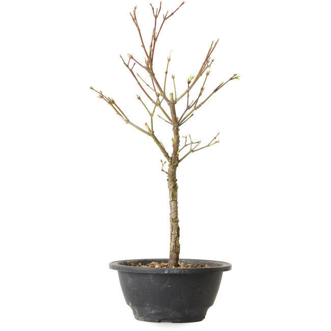 Acer palmatum Arakawa, 35 cm, ± 8 Jahre alt