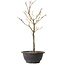 Acero palmatum Arakawa, 35 cm, ± 8 anni