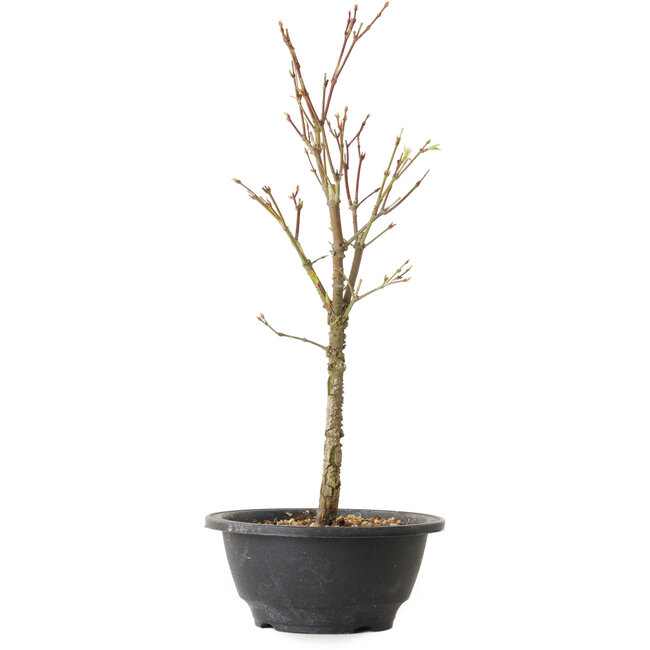 Acero palmatum Arakawa, 35 cm, ± 8 anni