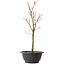 Acer palmatum Arakawa, 35 cm, ± 8 años de edad