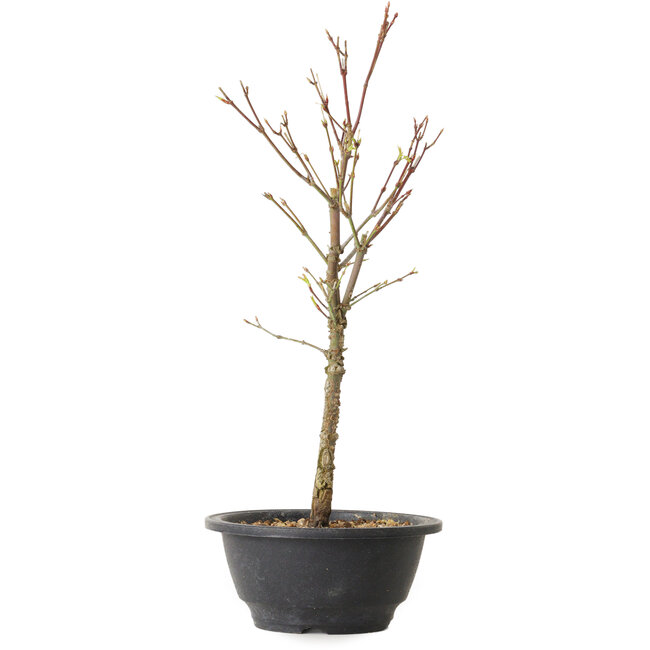 Acer palmatum Arakawa, 35 cm, ± 8 ans