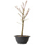 Acer palmatum Arakawa, 35 cm, ± 8 years old