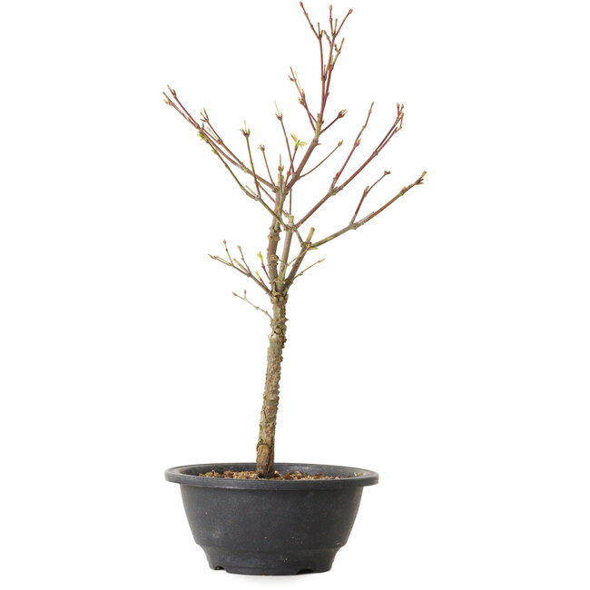Acer palmatum Arakawa, 35 cm, ± 8 Jahre alt