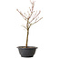Acer palmatum Arakawa, 35 cm, ± 8 years old