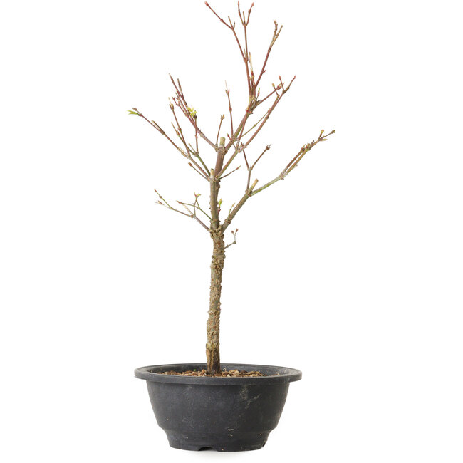 Acer palmatum Arakawa, 35 cm, ± 8 años de edad