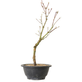 Acer palmatum Arakawa, 36 cm, ± 8 anni