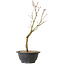 Acer palmatum Arakawa, 36 cm, ± 8 jaar oud