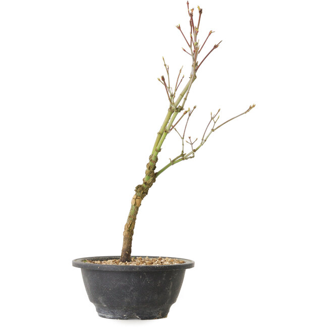 Acer palmatum Arakawa, 36 cm, ± 8 jaar oud