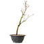 Acer palmatum Arakawa, 36 cm, ± 8 ans