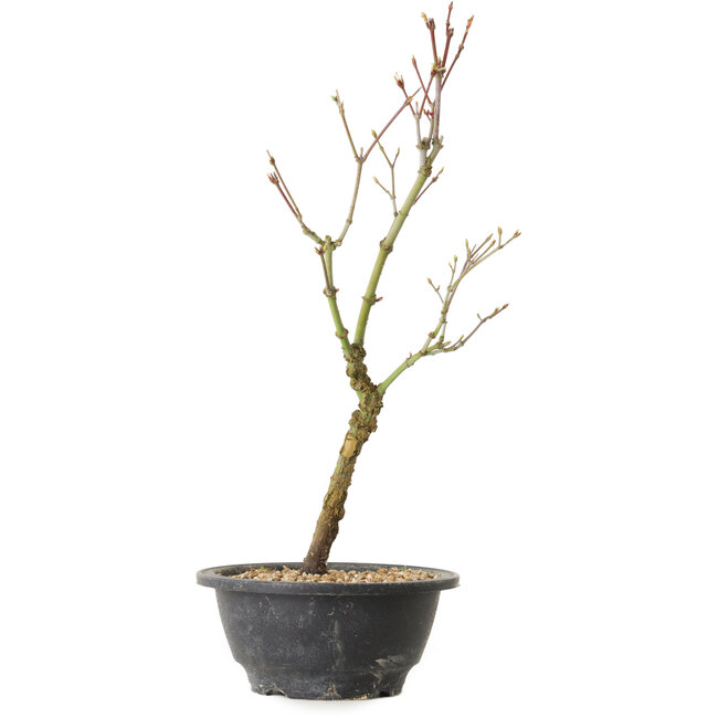 Acer palmatum Arakawa, 36 cm, ± 8 años de edad