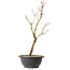 Acer palmatum Arakawa, 36 cm, ± 8 años de edad