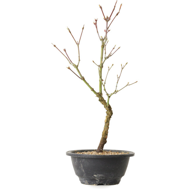 Acer palmatum Arakawa, 36 cm, ± 8 jaar oud