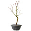 Acer palmatum Arakawa, 36 cm, ± 8 ans