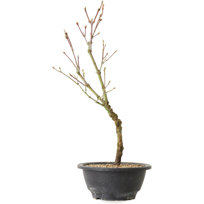 Acer palmatum Arakawa, 36 cm, ± 8 Jahre alt