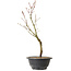 Acer palmatum Arakawa, 36 cm, ± 8 años de edad