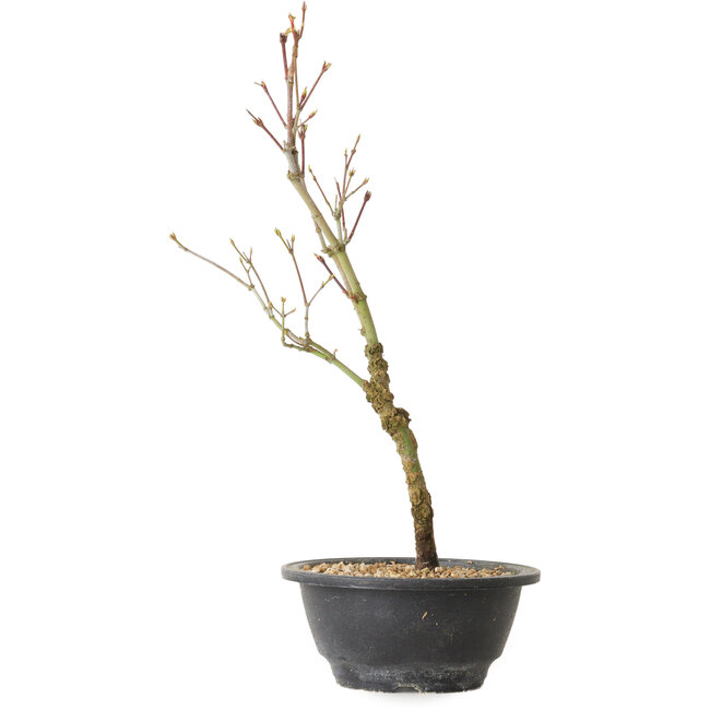 Acer palmatum Arakawa, 36 cm, ± 8 años de edad