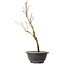 Acer palmatum Arakawa, 36 cm, ± 8 Jahre alt