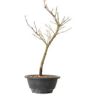 Acer palmatum Arakawa, 35 cm, ± 8 Jahre alt