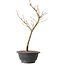 Acer palmatum Arakawa, 35 cm, ± 8 jaar oud