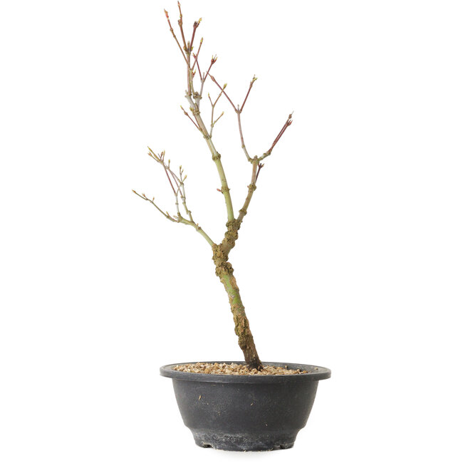 Acer palmatum Arakawa, 36 cm, ± 8 años de edad