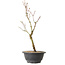 Acer palmatum Arakawa, 36 cm, ± 8 años de edad
