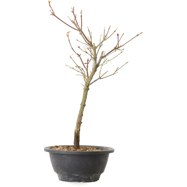 Acero palmatum Arakawa, 35 cm, ± 8 anni