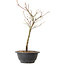 Acer palmatum Arakawa, 35 cm, ± 8 jaar oud