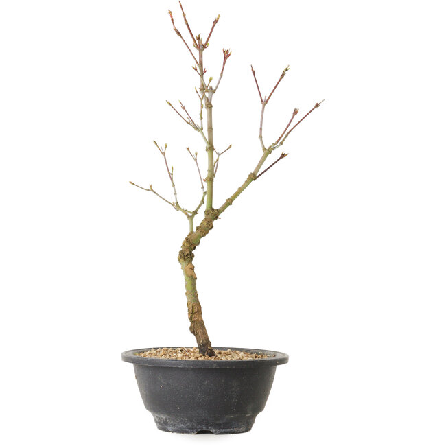 Acer palmatum Arakawa, 36 cm, ± 8 Jahre alt