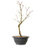 Acer palmatum Arakawa, 36 cm, ± 8 años de edad