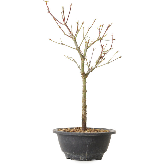 Acer palmatum Arakawa, 35 cm, ± 8 ans
