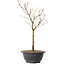 Acer palmatum Arakawa, 35 cm, ± 8 jaar oud