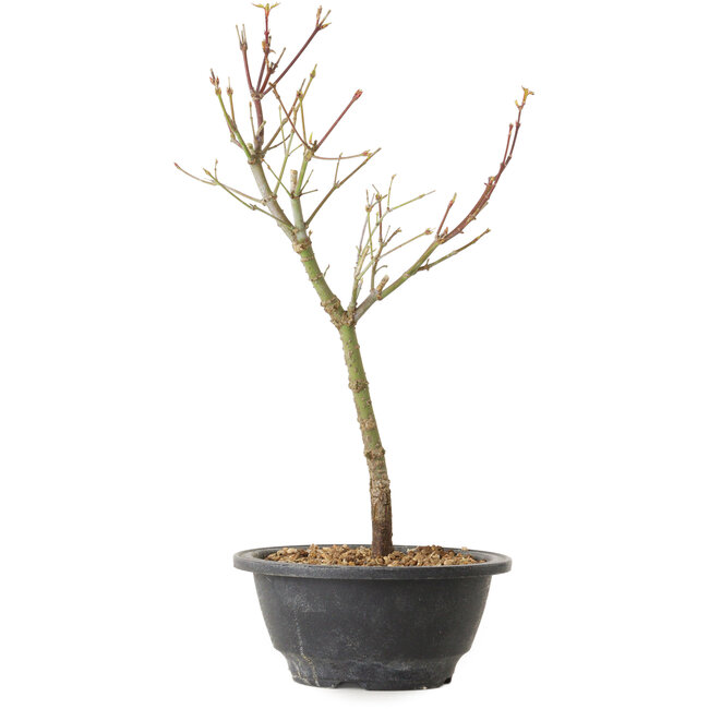 Acer palmatum Arakawa, 35 cm, ± 8 años de edad