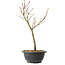 Acer palmatum Arakawa, 35 cm, ± 8 Jahre alt