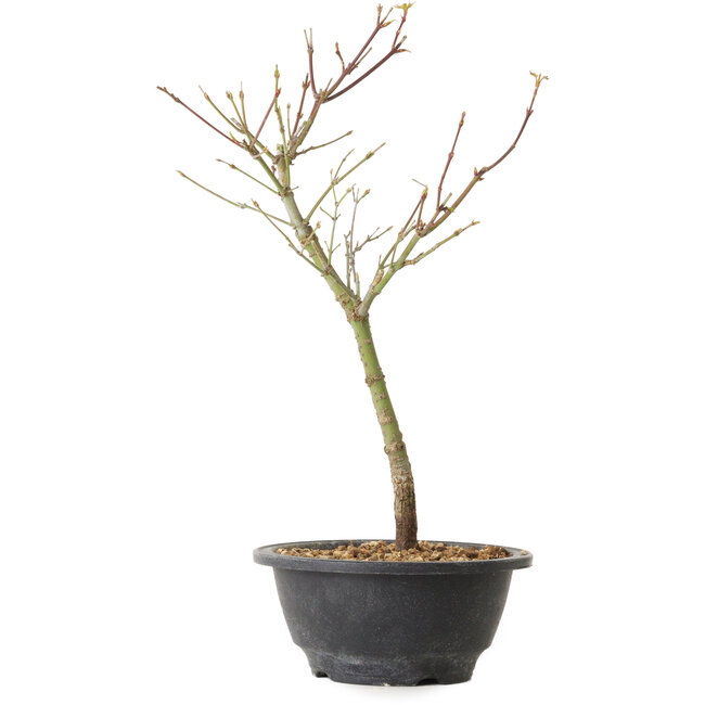 Acero palmatum Arakawa, 35 cm, ± 8 anni