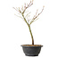 Acer palmatum Arakawa, 35 cm, ± 8 years old