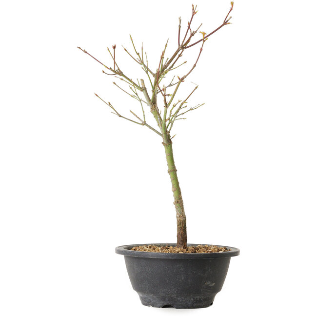 Acer palmatum Arakawa, 35 cm, ± 8 Jahre alt