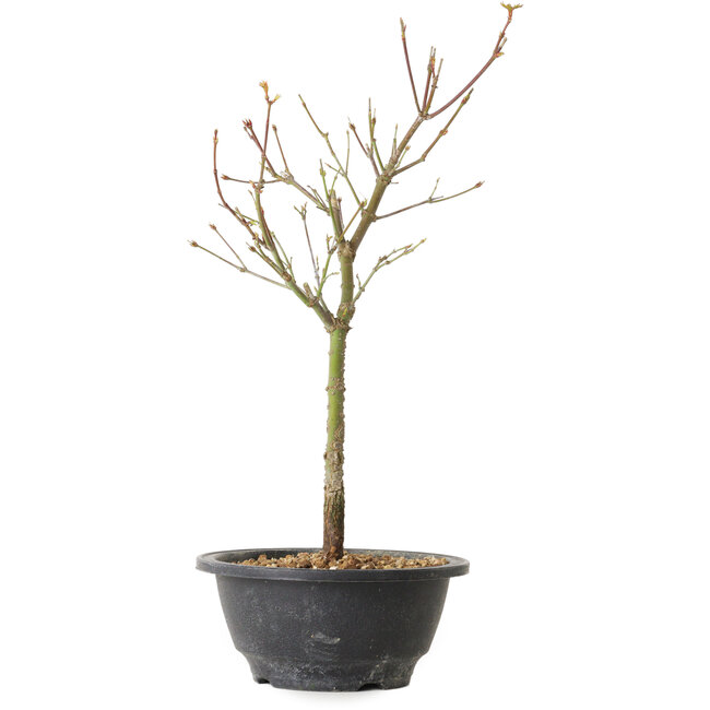 Acer palmatum Arakawa, 35 cm, ± 8 jaar oud